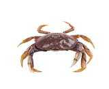 Live Dungeness Crab 1.5 ~ 2 lb