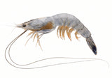 Frozen Blue Prawns 8/9 (Jumbo/ Extra Large)- 2.2lb