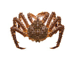 Live King Crab - 4.5 lb ~ 5.5 lb