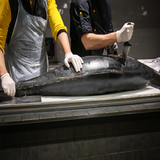 Noble Bluefin Tuna Cutting Event in Tampa, FL